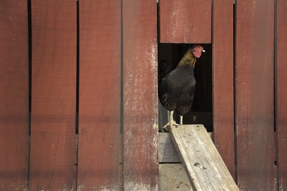 Best Solar Powered Light For Chicken Coop Reviews Of 2019 Renew It